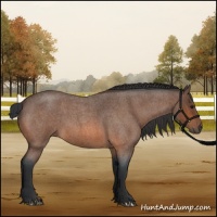 Horse Color:Bay Roan