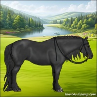 Horse Color:Black 