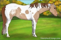 Horse Color:Red Dun Tobiano Varnish
