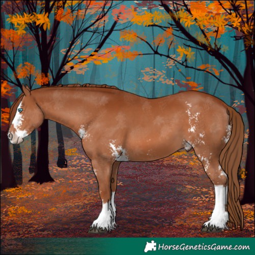 Horse Color:Chestnut Sabino Splash