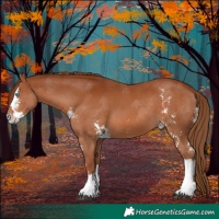 Horse Color:Chestnut Sabino Splash 