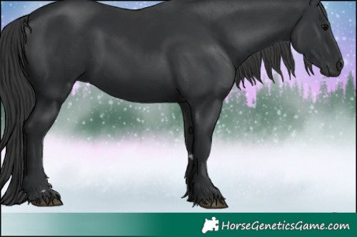 Horse Color:Black 