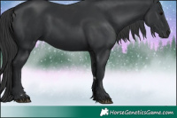 Horse Color:Black 