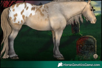 Horse Color:Buckskin Appaloosa