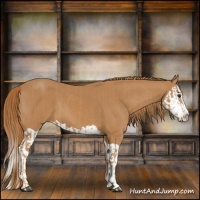 Horse Color:Chestnut  and Chestnut Splash 