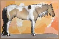 Horse Color:Gray Brown Dun Tobiano 