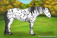 Horse Color:Black Appaloosa 