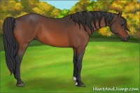 Horse Color:Brown 