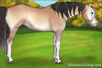 Horse Color:Brown Onyx Sabino Splash 