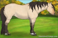 Horse Color:Buckskin Roan Dun 
