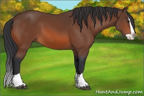 Horse Color:Bay Splash 
