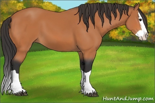 Horse Color:Bay Splash 