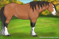 Horse Color:Bay Splash 
