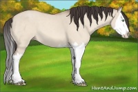Horse Color:Amber Champagne Dun Splash