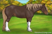 Horse Color:Liver Chestnut