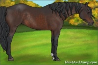 Horse Color:Brown Rabicano 