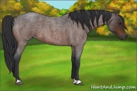 Horse Color:Bay Roan 