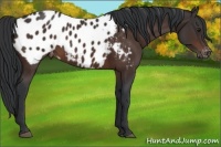 Horse Color:Brown Appaloosa