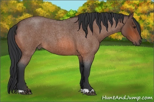 Horse Color:Bay Roan