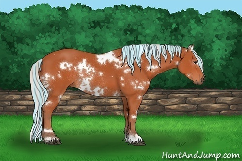 Horse Color:Painted White Spotted Silver Bay Rabicano