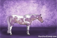 Horse Color:Watercolor White Spotted Silver Grullo Tobiano Rabicano 