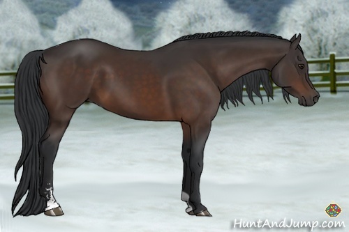 Horse Color:Brown Sabino