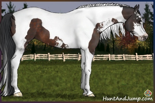 Horse Color:Brown Sabino Tobiano 