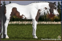 Horse Color:Brown Sabino Tobiano