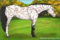Horse Color:Platinum Bay Appaloosa