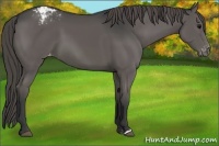 Horse Color:Grullo Appaloosa 