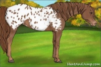 Horse Color:Chestnut Appaloosa Rabicano 