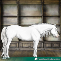 Horse Color:Silver Bay Appaloosa 
