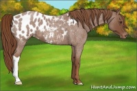 Horse Color:Red Roan Appaloosa 