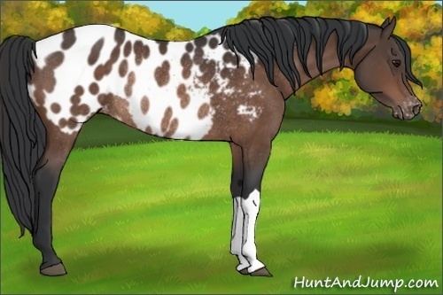 Horse Color:Brown Appaloosa Rabicano 