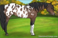 Horse Color:Brown Appaloosa Rabicano 
