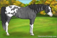 Horse Color:Blue Roan Sabino Splash Appaloosa 