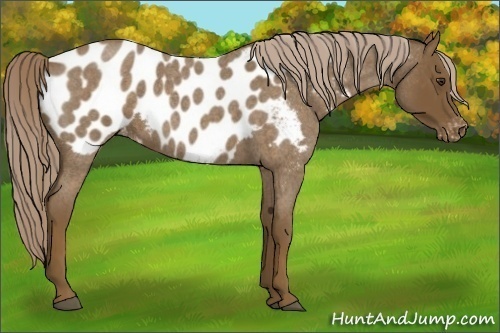 Horse Color:Chocolate Palomino Roan Blanket