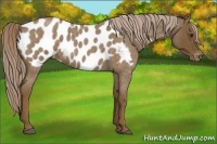 Horse Color:Chocolate Palomino Roan Appaloosa 