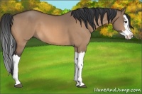 Horse Color:Bay Dun Splash 