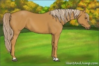Horse Color:Palomino