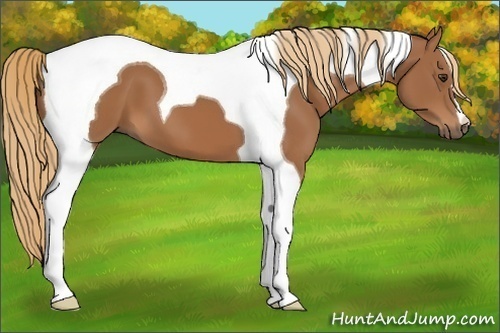 Horse Color:Chestnut Tobiano