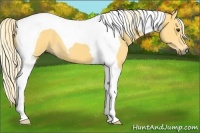 Horse Color:Palomino Tobiano 