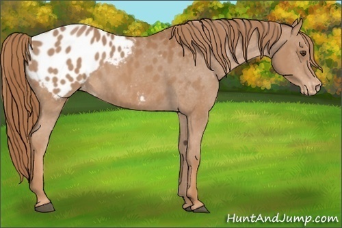 Horse Color:Chestnut Appaloosa