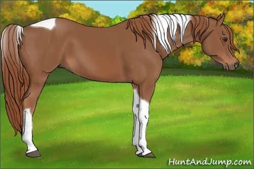 Horse Color:Chestnut Tobiano