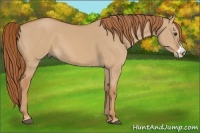Horse Color:Red Dun Frame 