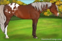 Horse Color:Silver Brown Appaloosa 