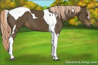 Horse Color:Chocolate Palomino Tobiano 