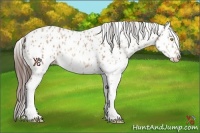 Horse Color:Amber Champagne Appaloosa and Amber Champagne Splash Appaloosa