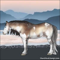 Horse Color:Brown Onyx Splash Appaloosa 