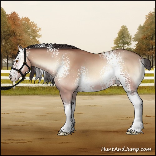 Horse Color:White Spotted Amber Champagne Onyx 